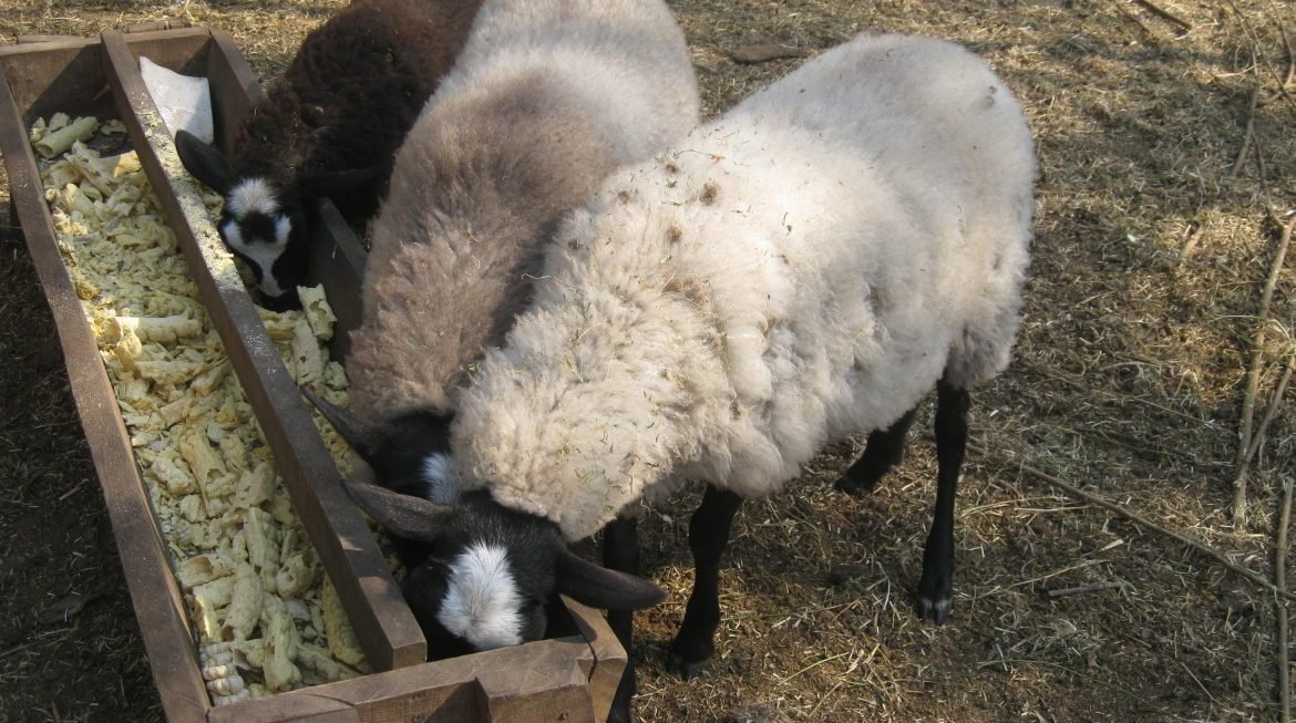 Чим годувати овець в домашніх умовах взимку, після окоту