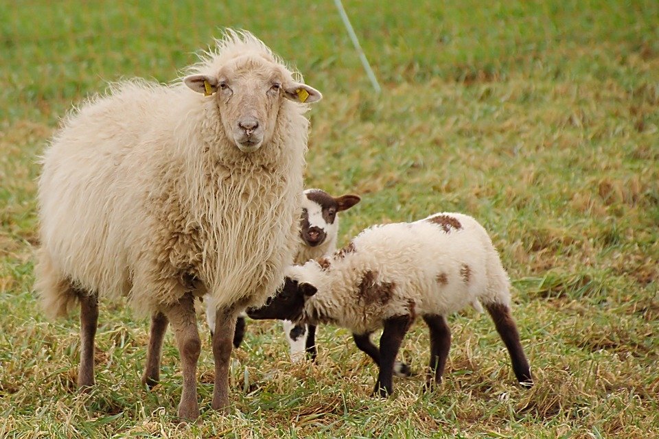 Чим годувати овець в домашніх умовах взимку, після окоту