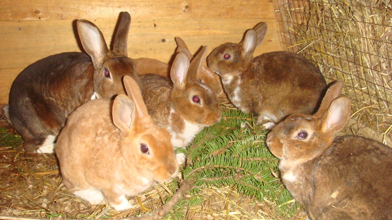 Чим можна годувати кроликів в домашніх умовах