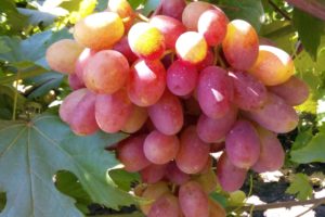 Чим підживити виноград: навесні, влітку і восени