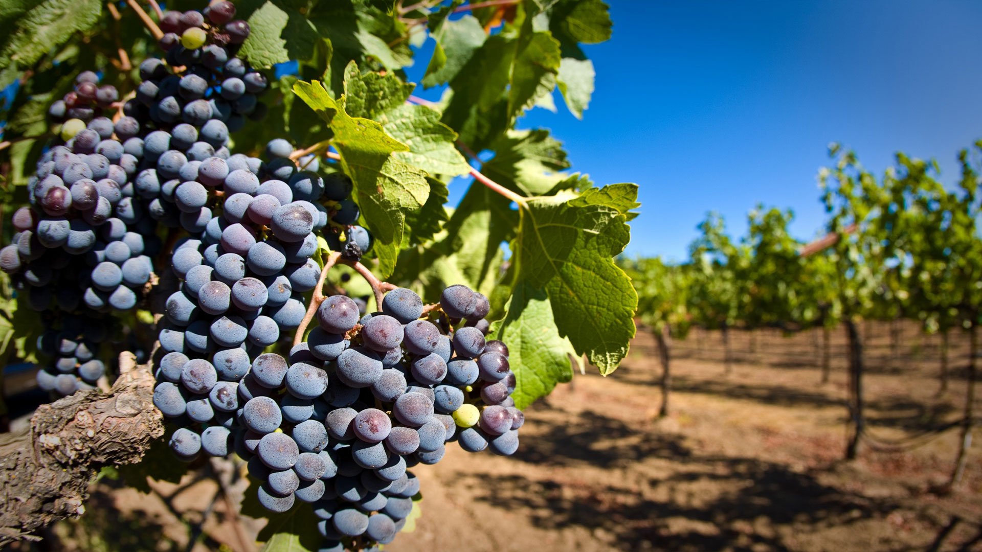 Чим підживити виноград: навесні, влітку і восени