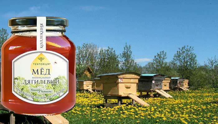 Дягилевый мед: склад, корисні властивості та протипоказання