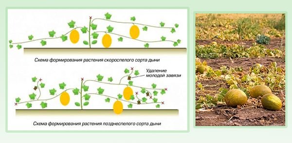 Диня Колгоспниця: вирощування і догляд у відкритому грунті