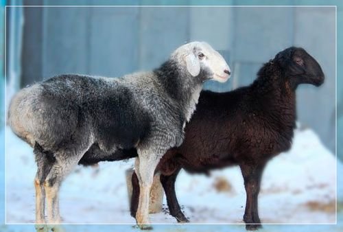 Эдильбаевская порода овець: опис, розведення та утримання