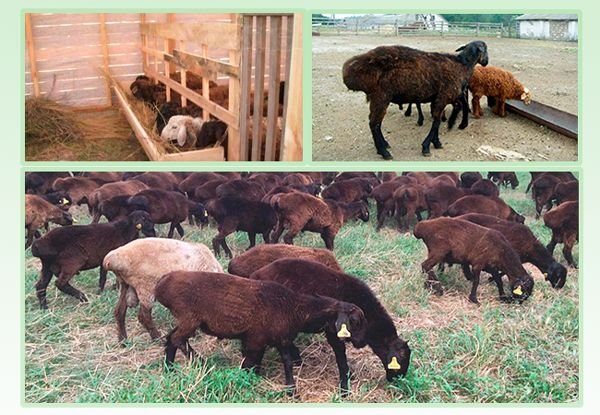 Эдильбаевская порода овець: опис, розведення та утримання