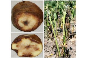 Фітофтороз картоплі: опис, ознаки, лікування