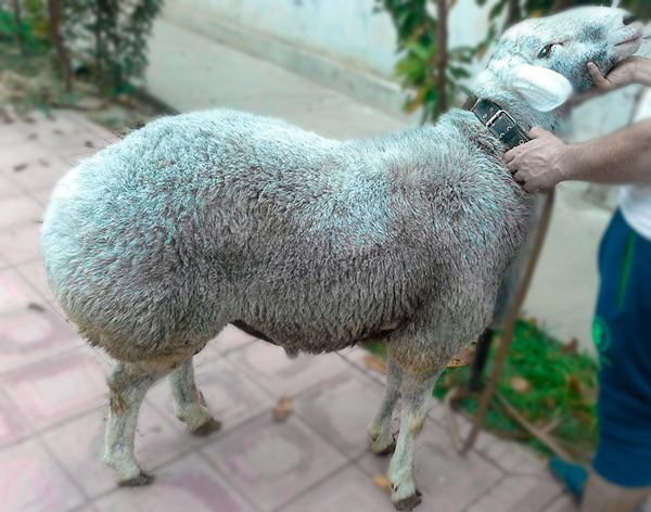 Гиссарская порода овець: опис і характеристики породи