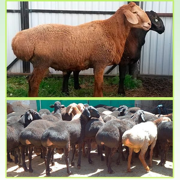 Гиссарская порода овець: опис і характеристики породи