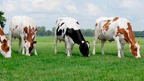 Голштинська порода корів: опис і породи продуктивність