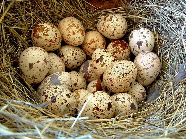 Інкубація перепелиних яєць в домашніх умовах