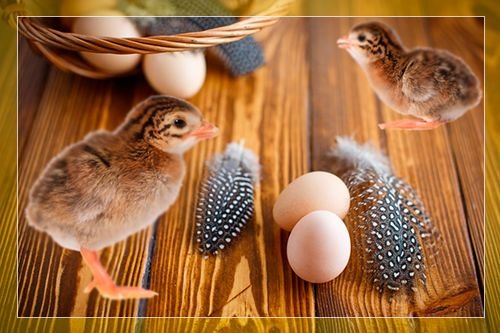 Інкубація яєць цесарок в домашніх умовах, опис процесу