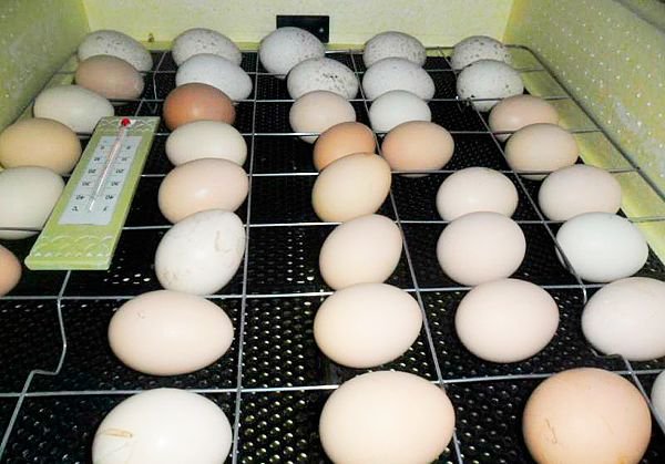 Інкубатор Попелюшка з автоматичним переворотом на 98, 70, 45, 28 яєць