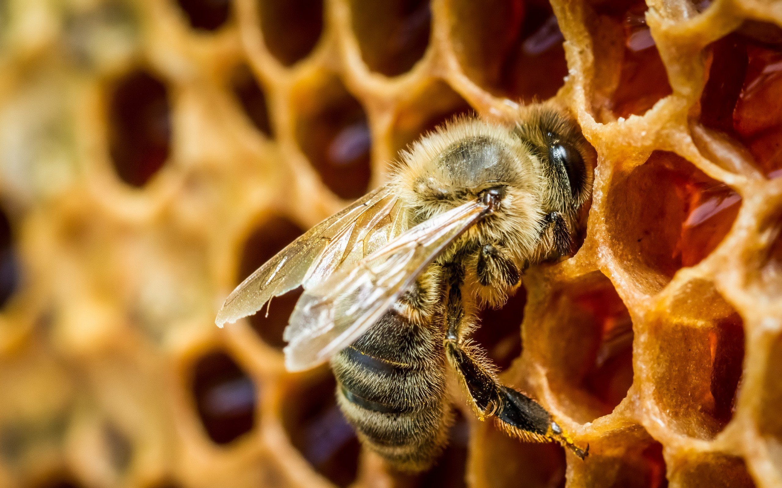 Як бджоли роблять мед і що таке соти