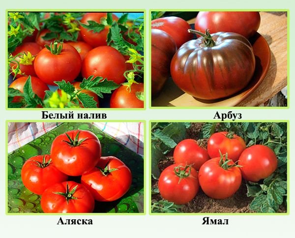 Як правильно пасинкувати помідори в теплиці