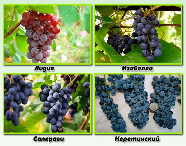 Як правильно поливати виноград навесні, влітку і восени