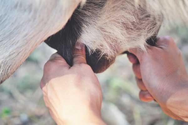 Як правильно раздоить козу після окоту
