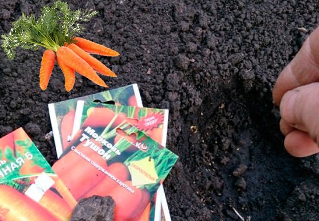 Як садити моркву насінням у відкритий грунт