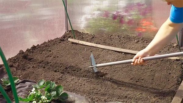 Як садити кріп: правильна посадка кропу і догляд