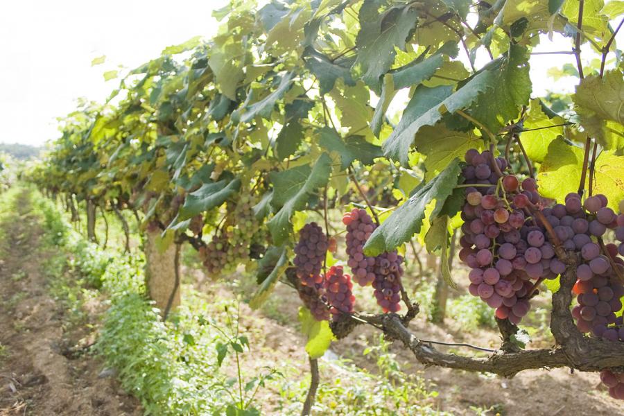 Як доглядати за виноградом навесні, влітку і восени