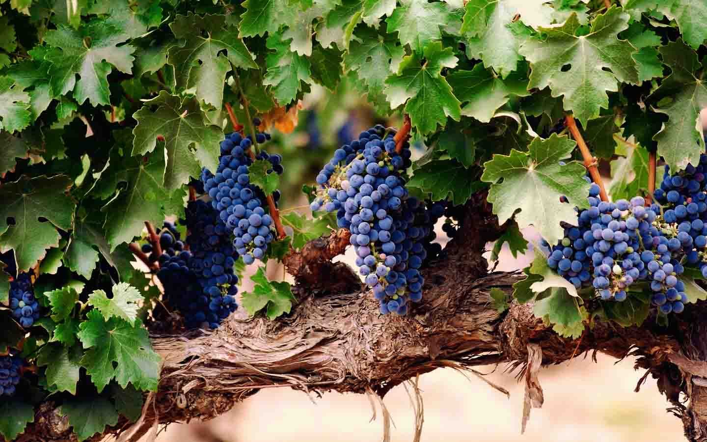Як доглядати за виноградом навесні, влітку і восени