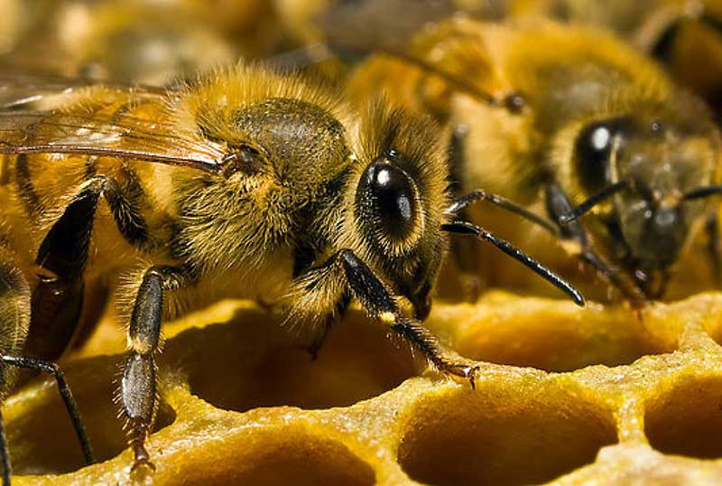 Канді для бджіл: як приготувати, рецепти, види