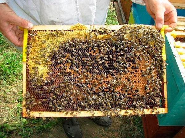 Карпатська порода бджіл: опис, переваги і недоліки