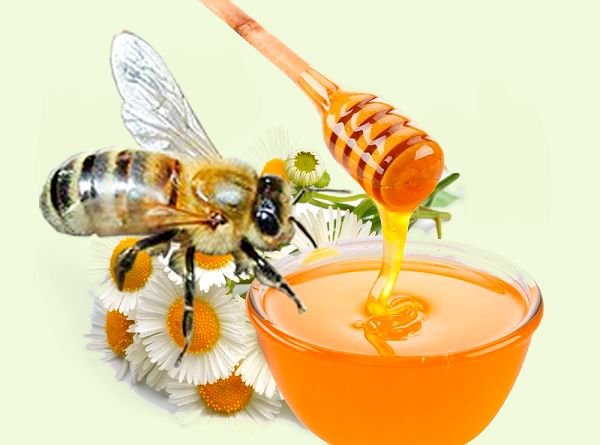 Карпатська порода бджіл: опис, переваги і недоліки