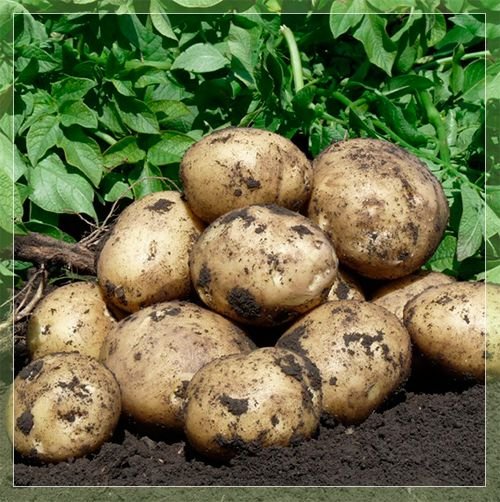 Картопля Гала: опис сорти, вирощування і догляд