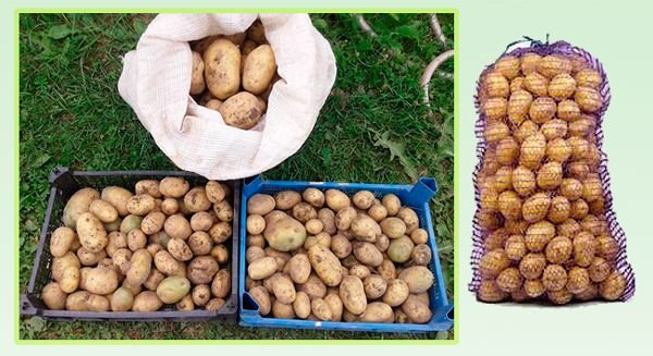 Картопля Гала: опис сорти, вирощування і догляд