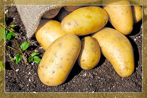 Картопля Невський: опис сорту, фото, посадка і догляд