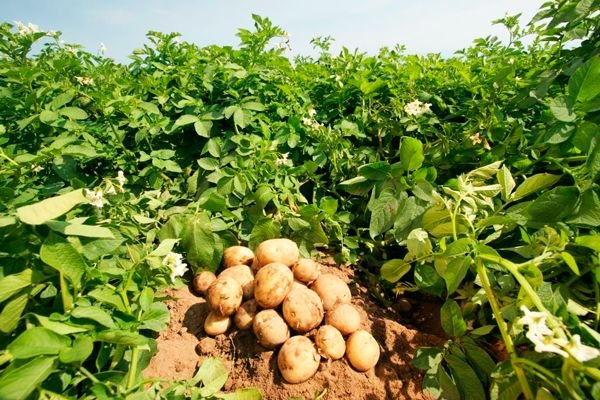 Картопля Удача: опис сорту, характеристики і врожайність