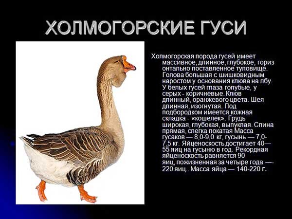 Холмогорская порода гусей – утримання і розведення