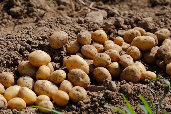 Кільцева гниль картоплі: заходи боротьби із захворюванням