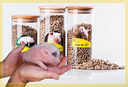 Комбікорм для свиней: як зробити своїми руками і склад комбікорму покупного