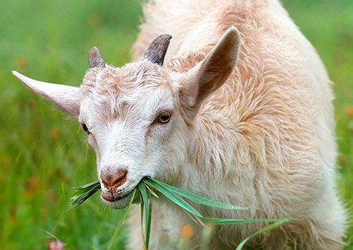 Годування кіз після окоту: чим і як годувати в першу добу