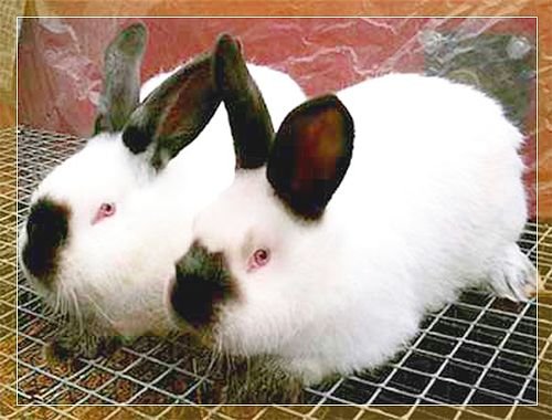 Кролики Каліфорнійської породи: опис, розведення і догляд
