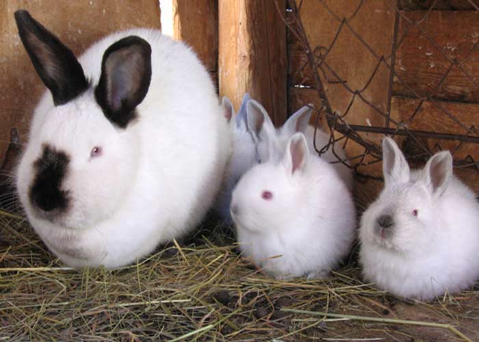 Кролики мясних порід: опис, фото, характеристики