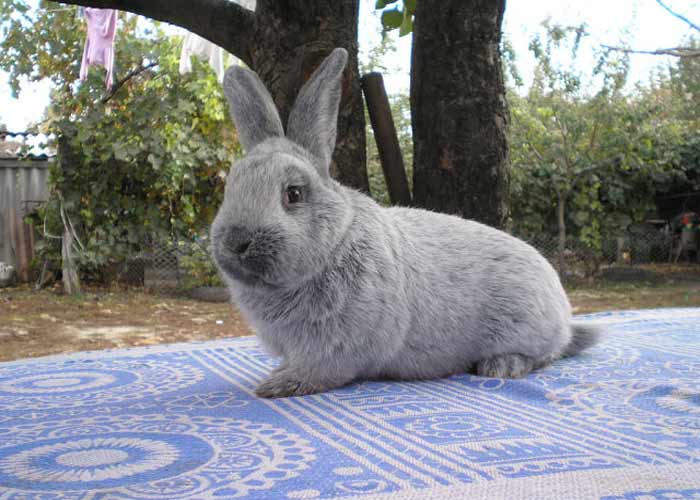 Кролики мясних порід: опис, фото, характеристики