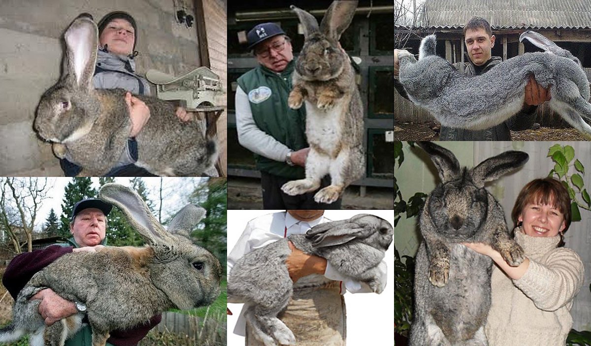 Кролики Сірий Велетень: опис породи, утримання та догляд
