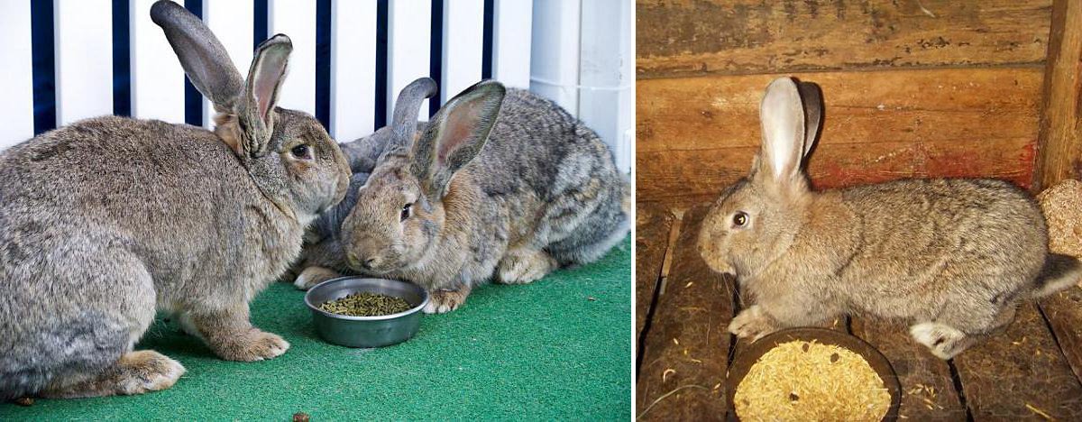 Кролики Сірий Велетень: опис породи, утримання та догляд