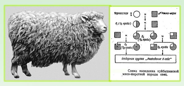 Куйбишевська порода овець: опис, утримання та догляд