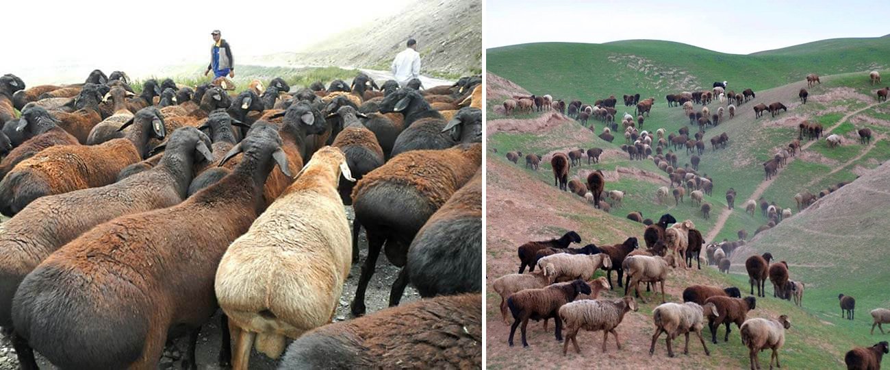 Курдючний баран: опис породи, розведення і догляд