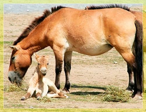 Кінь Пржевальського: опис і характеристики породи