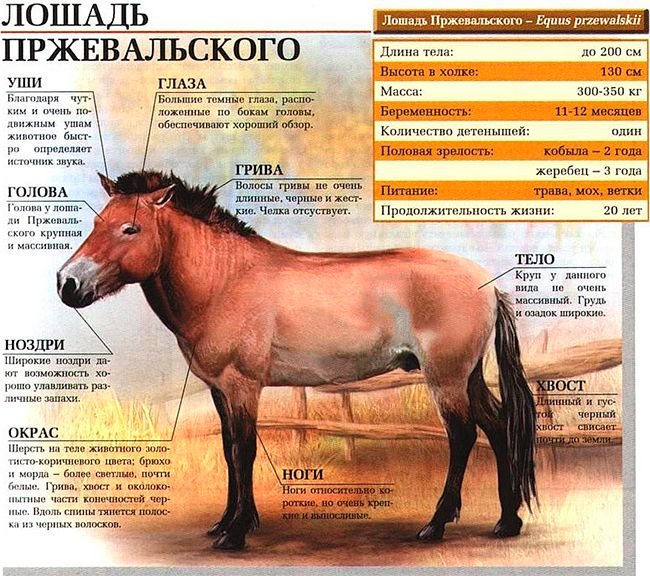Кінь Пржевальського: опис і характеристики породи