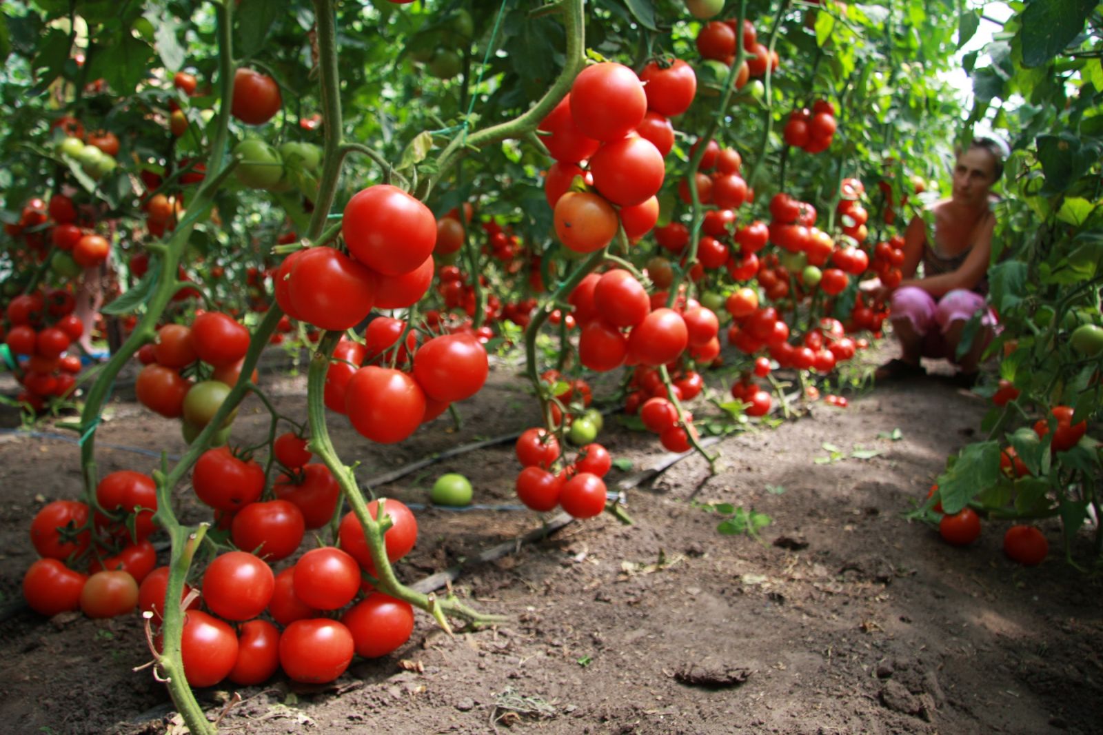 Кращі сорти томатів для теплиць з описом і фото