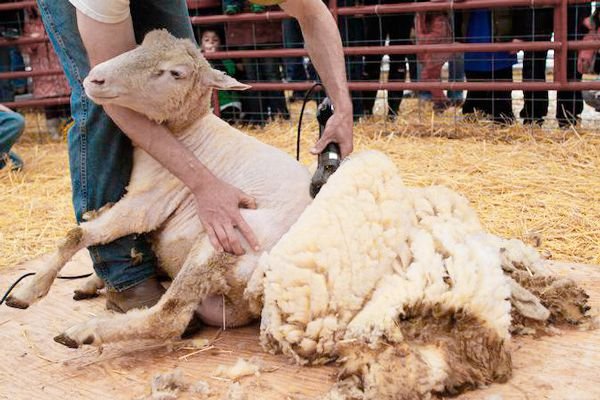 Машинка для стрижки овець: опис моделей та характеристики