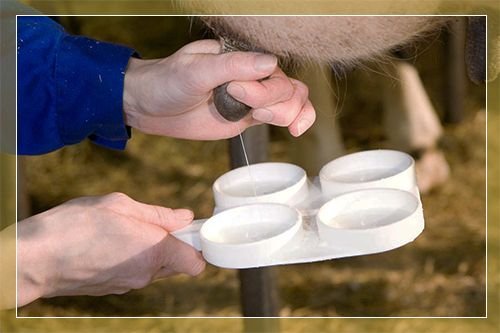 Мастит у корів: як лікувати, профілактика, і форми маститу