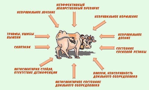Мастит у корів: як лікувати, профілактика, і форми маститу