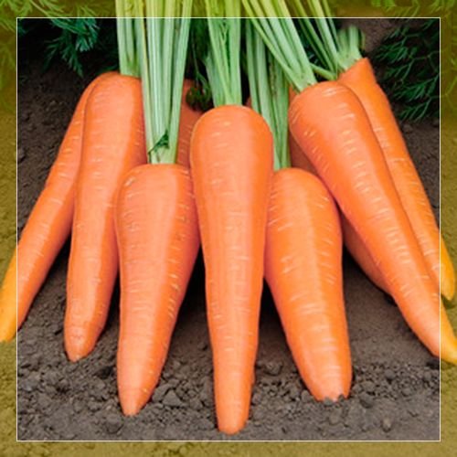 Морква Абак: опис сорти, вирощування і догляд