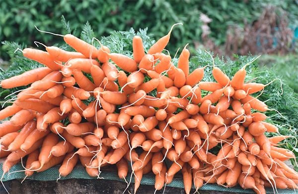 Морква Абак: опис сорти, вирощування і догляд